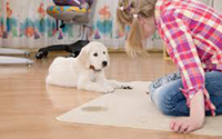 Carpet Cleaning Services Fraser